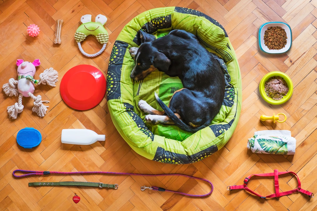 dog,pet,dog bed,dog toy,dog food,dog leash,dog collar,dog shampoo,dog ball,dog bone,dog gear